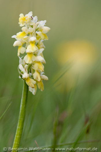 Blasses Knabenkraut