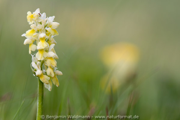 Blasses Knabenkraut