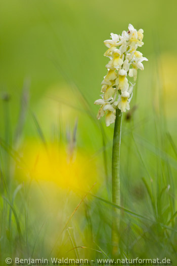 Blasses Knabenkraut