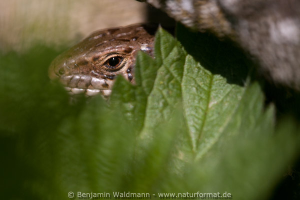 Zauneidechse