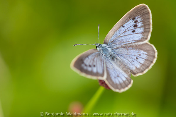 Heller Wiesenknopf-Ameisenbläuling