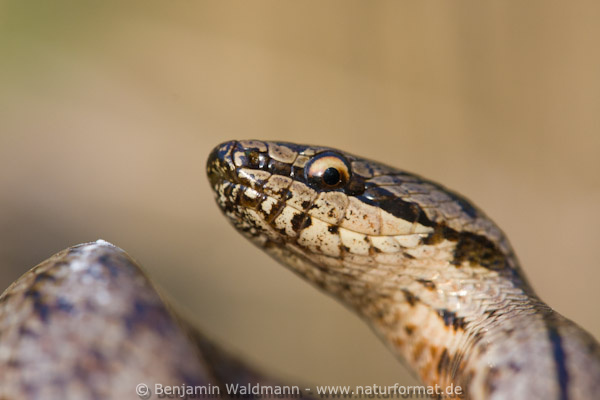 Schlingnatter