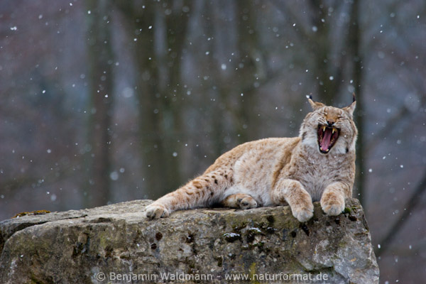 Luchs