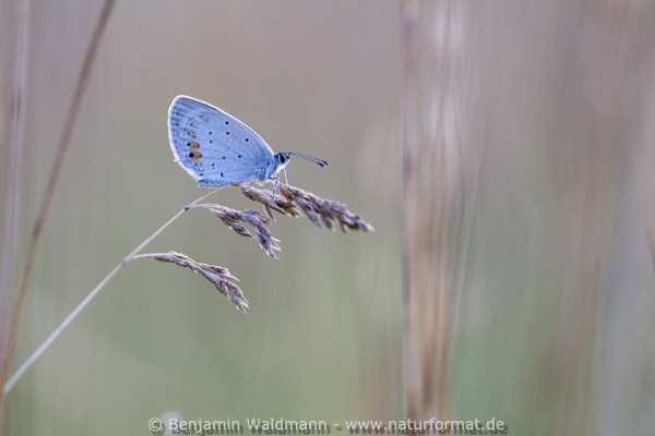 Kurzschwänziger Bläuling