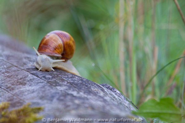 Weinbergschnecke