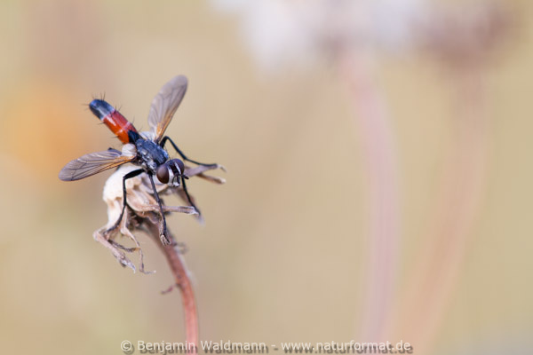 Raupenfliege