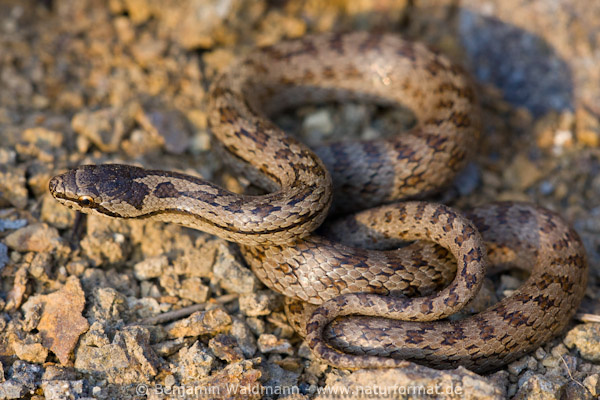 Schlingnatter