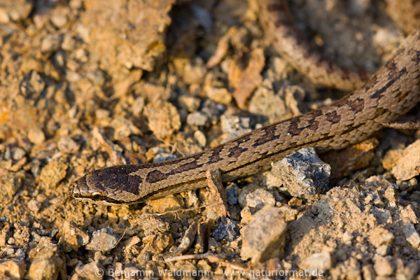 Schlingnatter