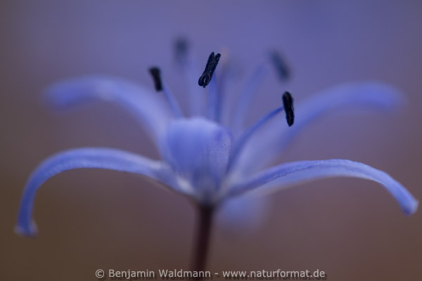 Blaustern