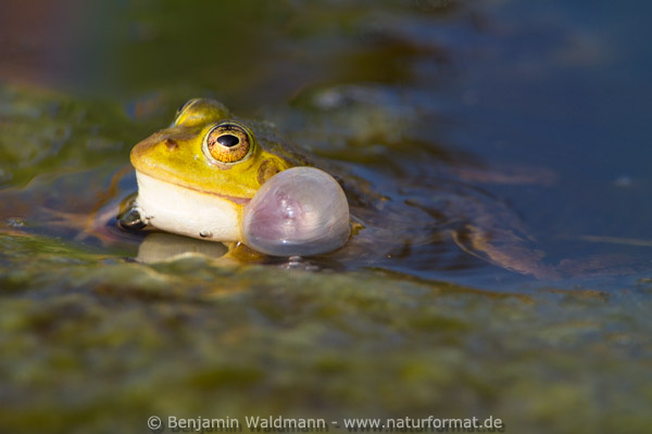 Wasserfrosch