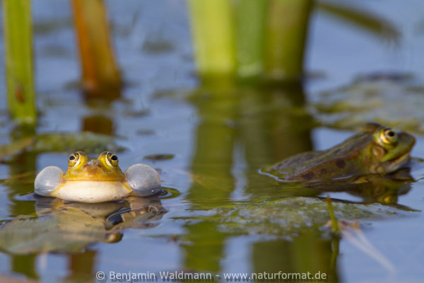 Wasserfrosch