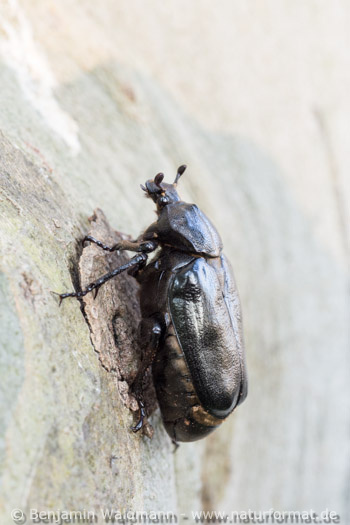 Juchtenkäfer, Eremit