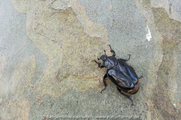 Juchtenkäfer, Eremit