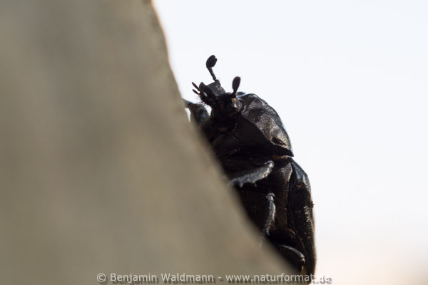 Juchtenkäfer, Eremit