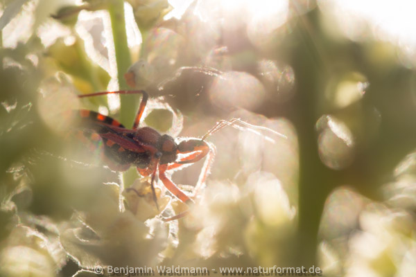 Rote Mordwanze