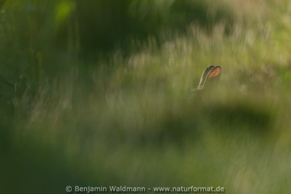 Wildkaninchen