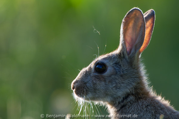 Wildkaninchen