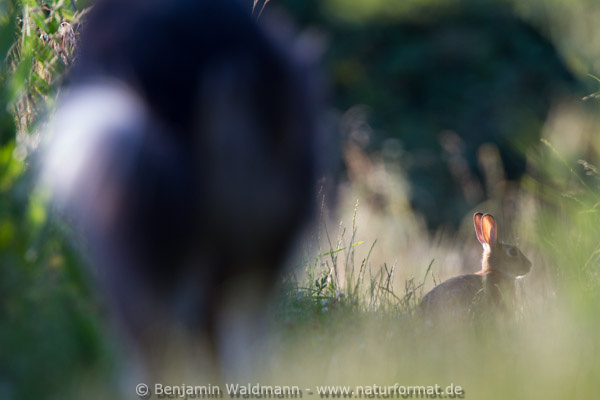 Wildkaninchen