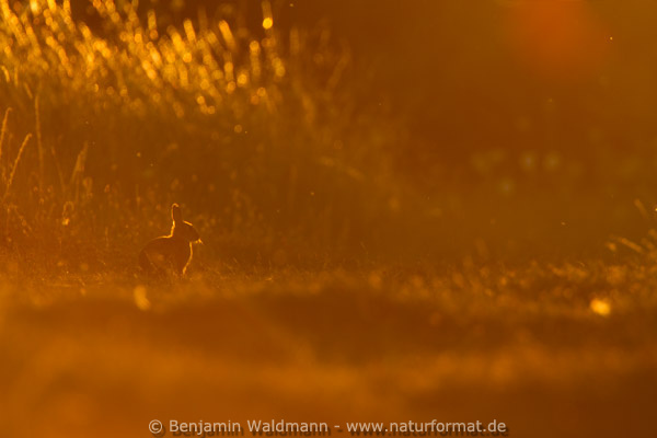 Wildkaninchen