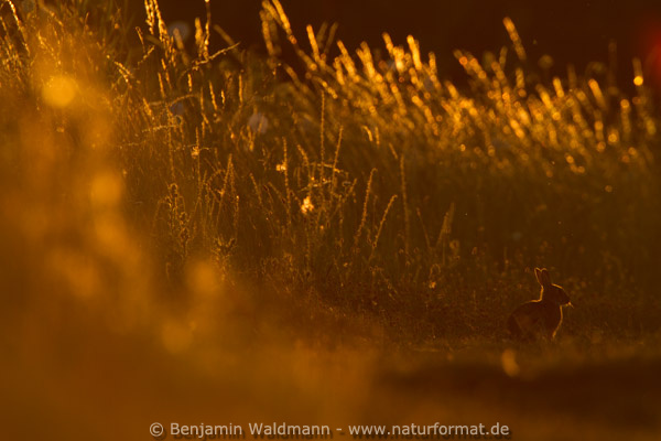 Wildkaninchen
