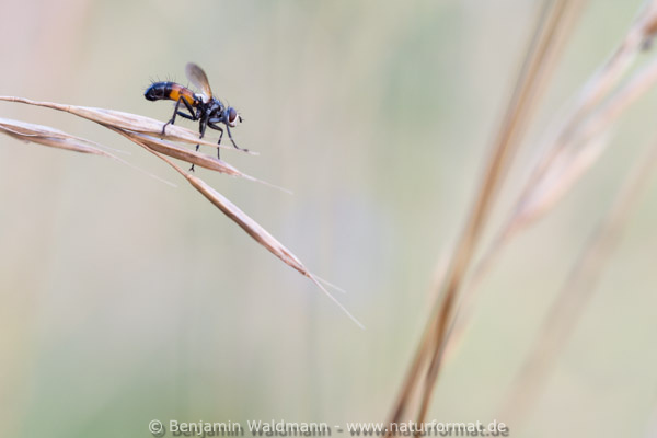 Raupenfliege
