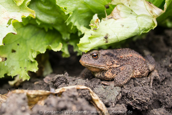 Erdkröte