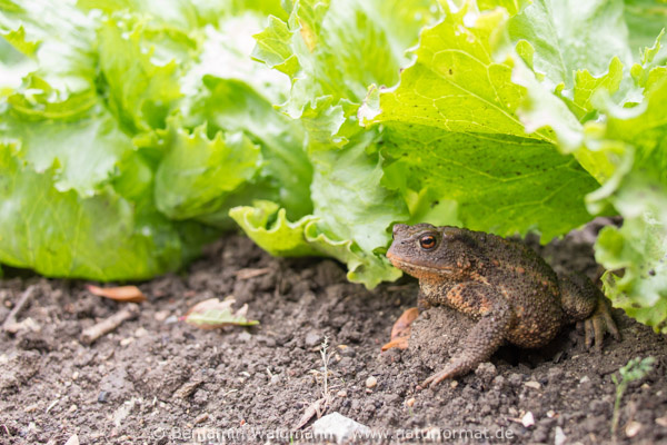 Erdkröte