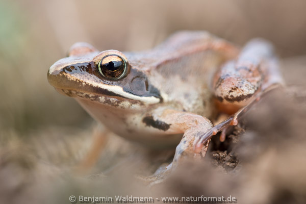 Springfrosch