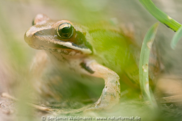 Springfrosch