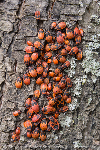 Gemeine Feuerwanze