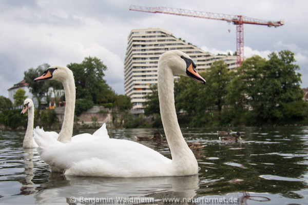 Höckerschwan