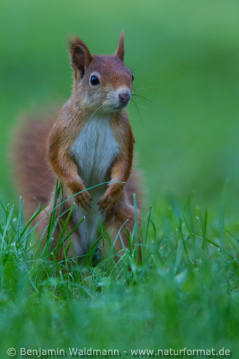 Eichhörnchen