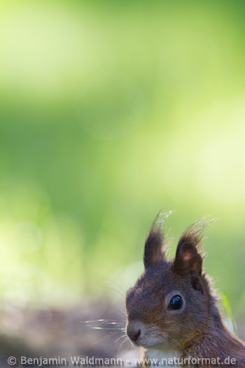 Eichhörnchen
