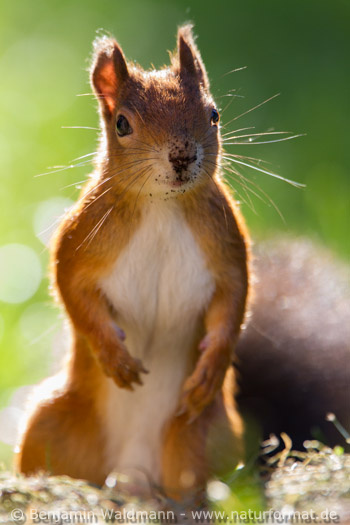 Eichhörnchen