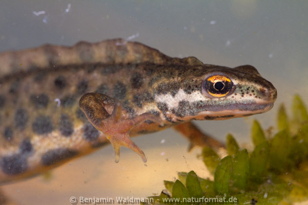 Teichmolch
