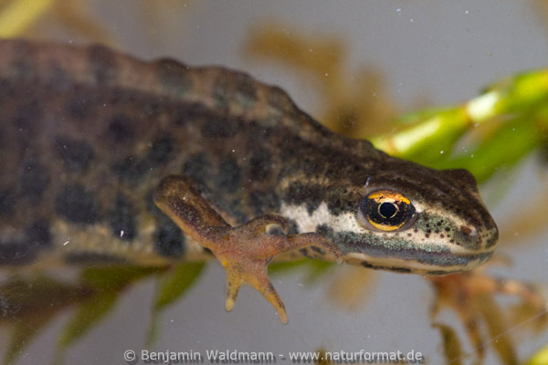 Teichmolch