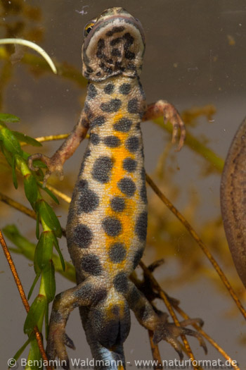 Teichmolch