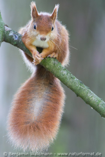 Eichhörnchen