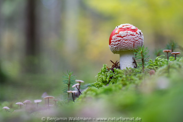 Fliegenpilz