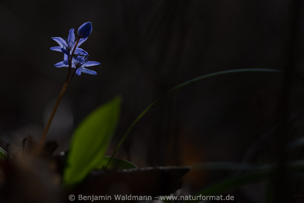 Blaustern