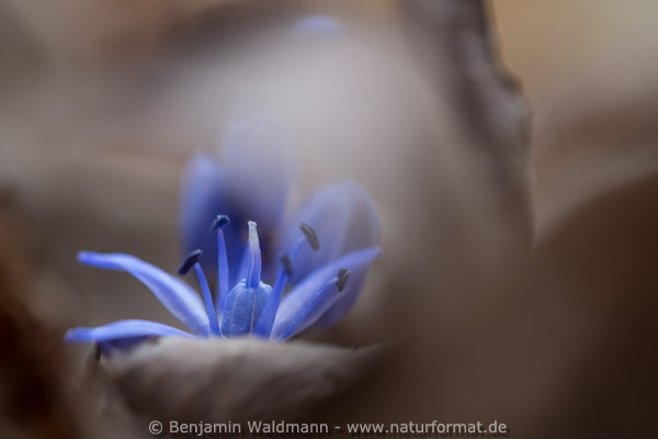 Blaustern