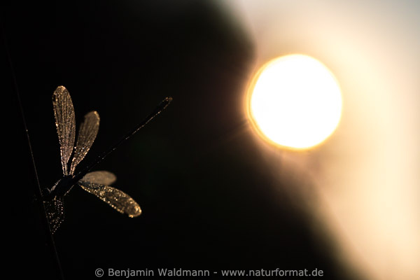 Gemeine Binsenjungfer