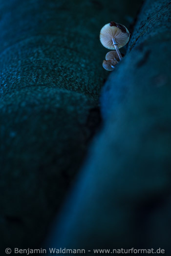 Beringter Buchenschleimrübling