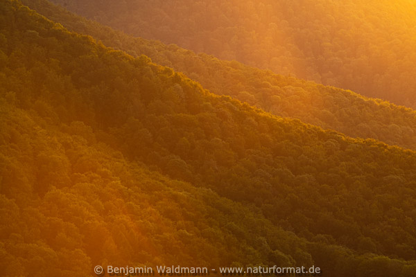 Abendlicht und Buchenwald