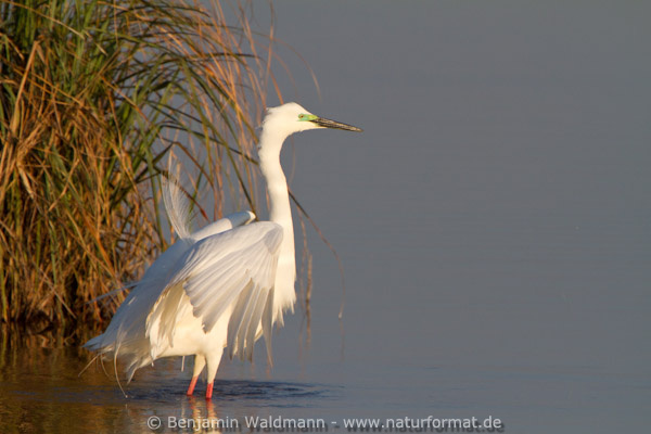 Silberreiher