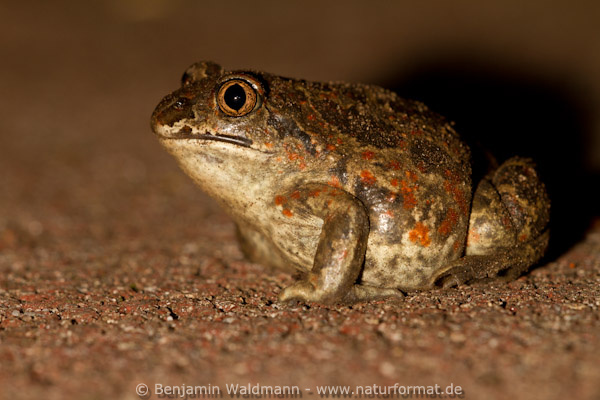 Knoblauchkröte