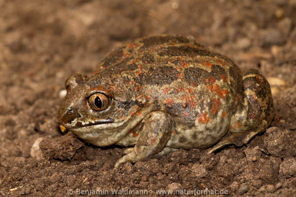 Knoblauchkröte