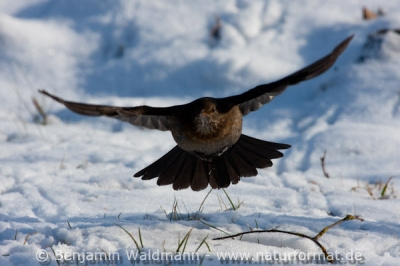 Amsel