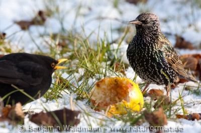 Amsel