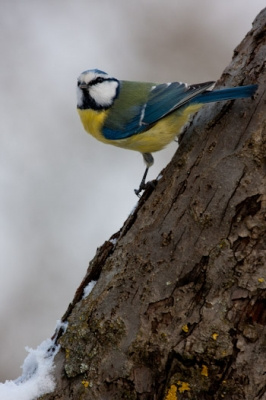 Blaumeise